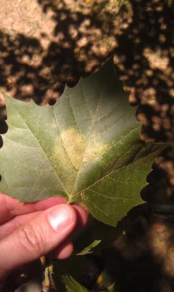 Stippling damage on sycamore from sycamore lace bug