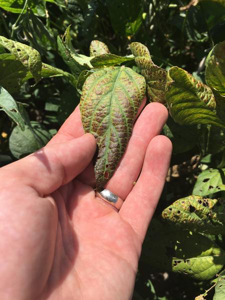 Thumbnail image for Cercospora Leaf Blight of Soybean
