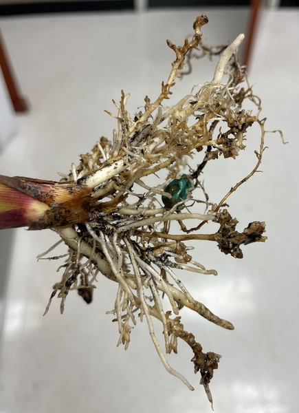 Corn root system displaying knotted and galled roots, particularly towards the end of the roots