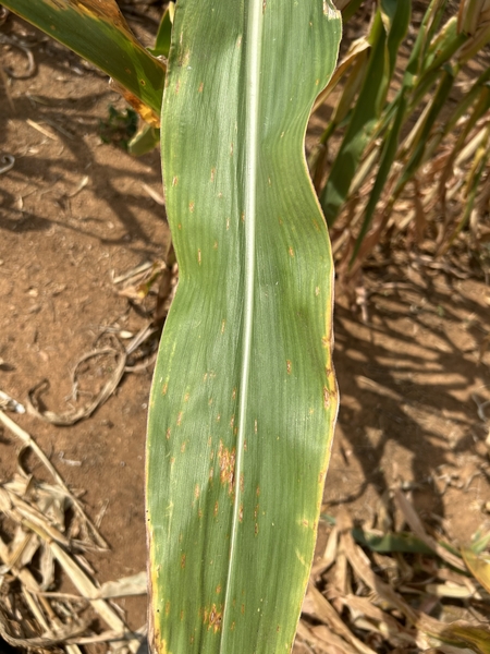 Thumbnail image for Gray Leaf Spot in Corn