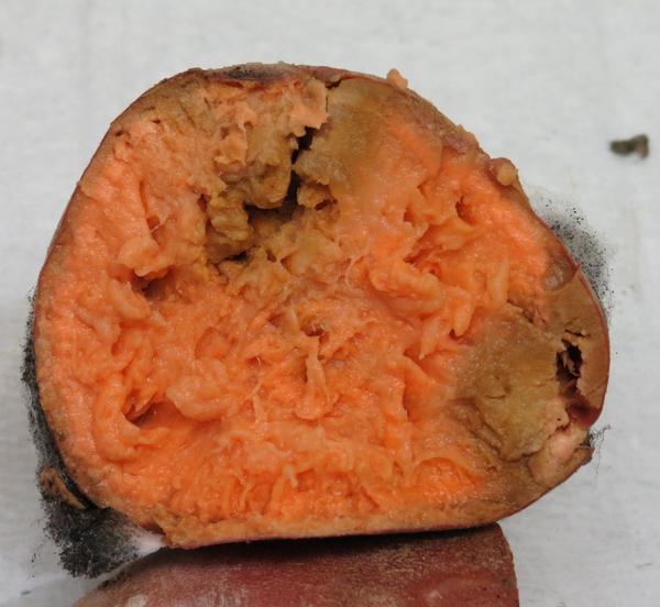 Internal Decay of sweet potato from Rhizopus soft rot. Interior is soft and edges are browning
