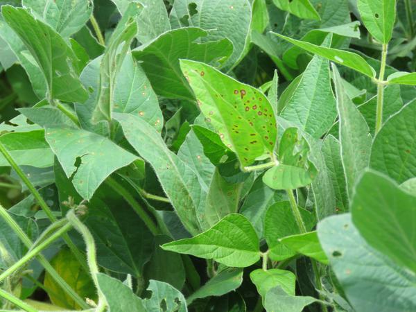 Photo of frogeye leaf spot