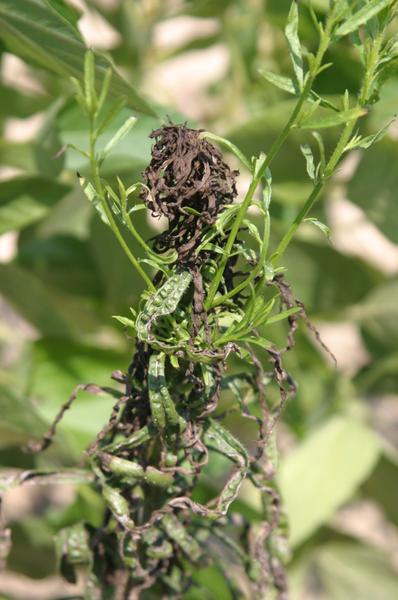 tip dieback and resprouting of glyphosate-resistant horseweed 