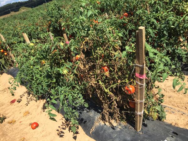 Blighted tomato plants due to early blight