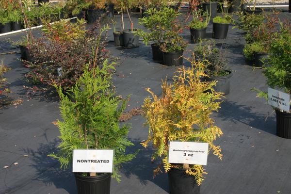 treated plant on right is yellowed with tip dieback 