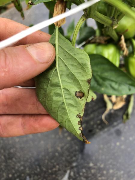 underside of pepper leaf with brown spots
