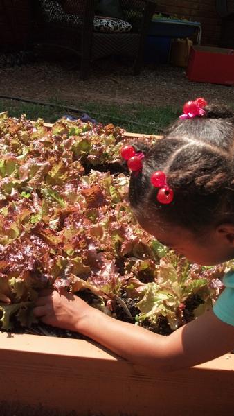 A child picks lettuce from a raised bed.