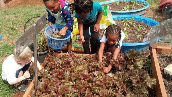 Four young children harvest lettuce from a raised bed.