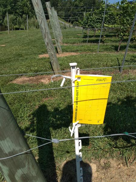A yellow sticky trap on a white post next to a grape vine.