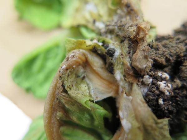 Dark masses and white fungus on infected collapsed lettuce leaves