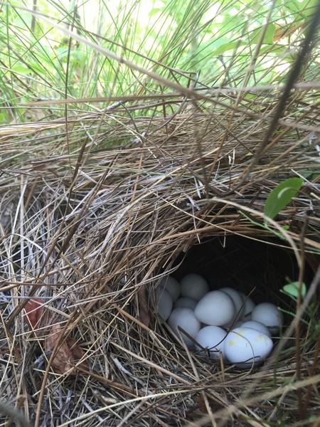 dome nest with eggs