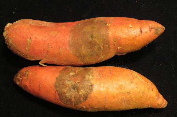 Dark, dry lesion on sweetpotato typical of black rot caused by C