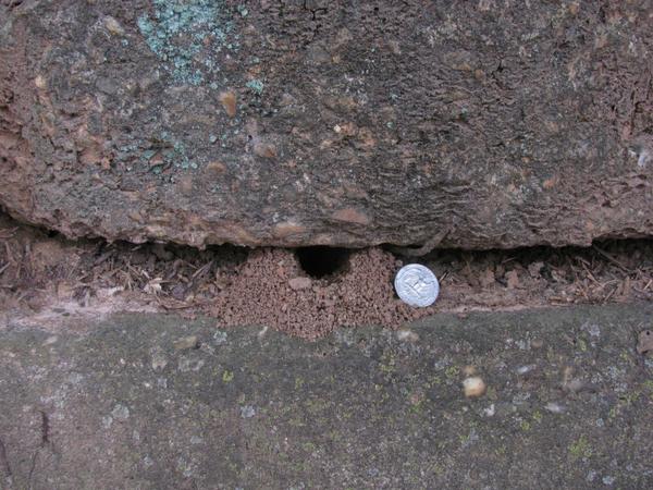Entrance to a cicada killer burrow in a stone wall