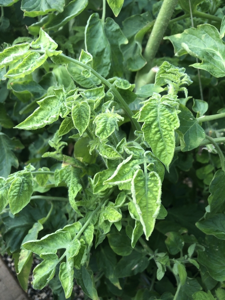 Figure 1. Symptomatic tomato plant infected with TYLCV. Note the leaf curl.
