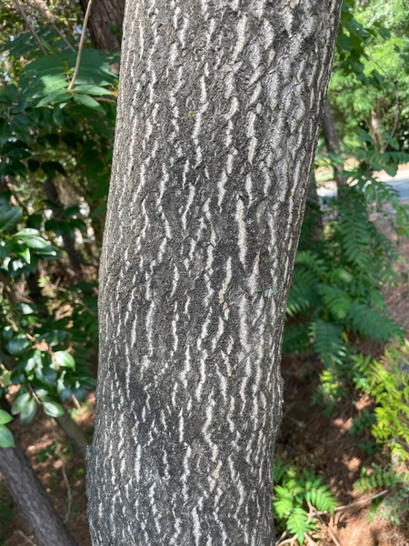 A tree trunk with dark gray bark with white vertical crevices.