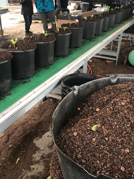 Row of potted plants with soil incorporating granular imidacloprid products