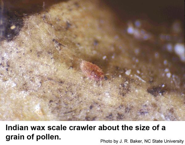 Indian wax scale crawler