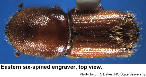 Eastern six-spined engraver