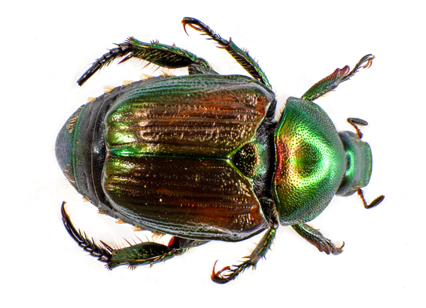 Shiny, metallic green beetle viewed from above