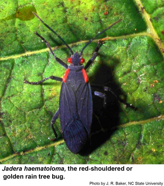 Thumbnail image for Red Shouldered Bug or Golden Rain Tree Bug