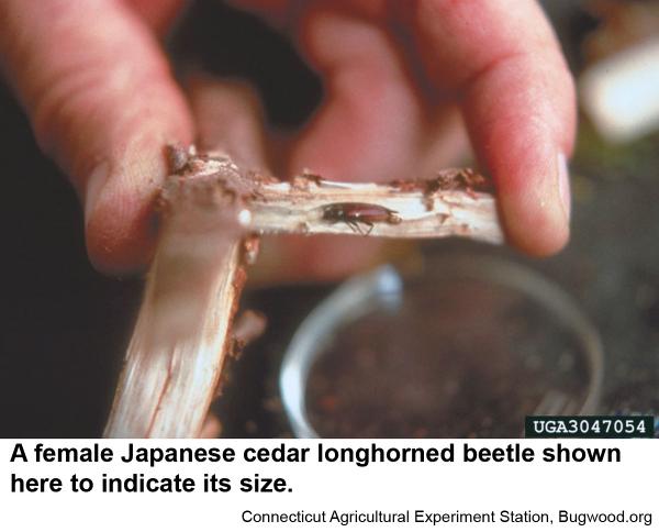 A female Japanese cedar longhorned beetle shown here to indicate its size.
