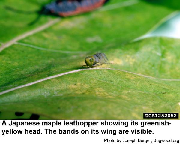 Japanese maple leafhoppers have greenish-yellow heads.