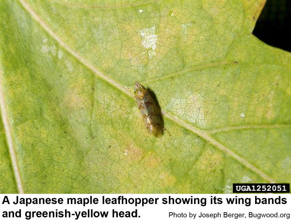 Japanese maple leafhoppers have three bands
