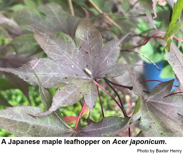 Japanese maple leafhopper