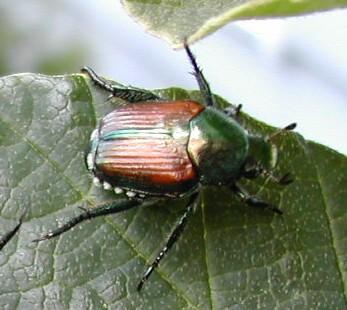 Figure 1. Japanese beetle.
