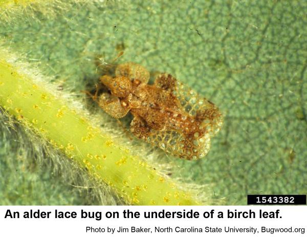 An alder lace bug on the underside of a birch leaf.