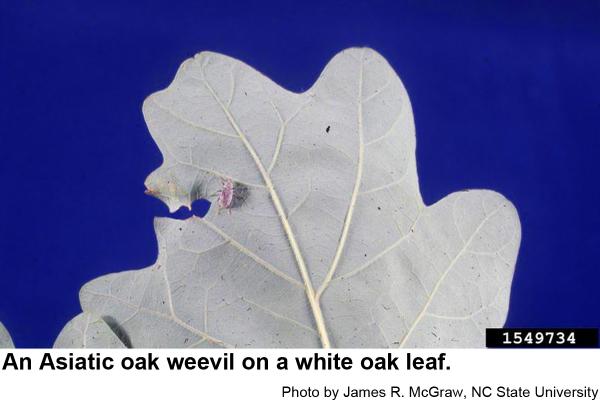 his Asiatic oak weevil has j