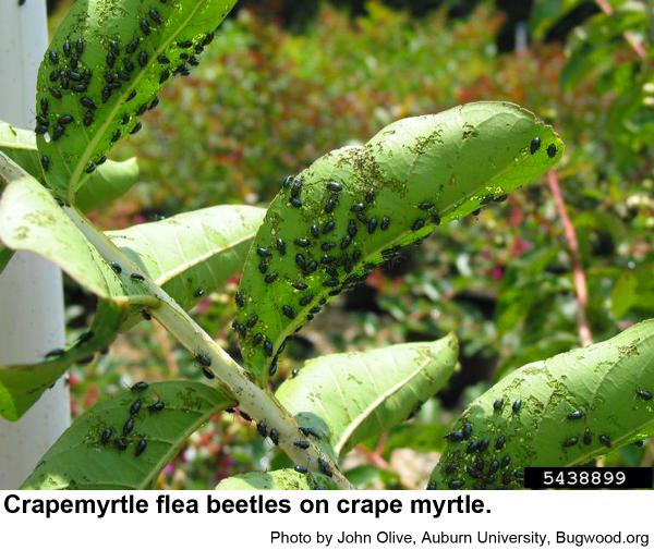 crapemyrtle flea beetles