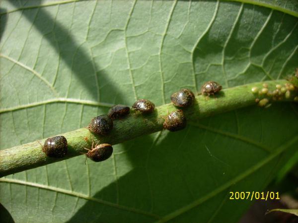 Photo of kudzu bugs on a soybean stem