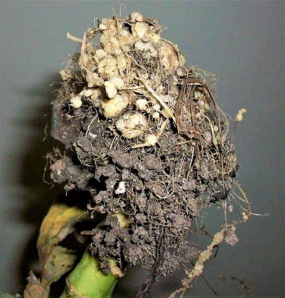 Galls on kale roots