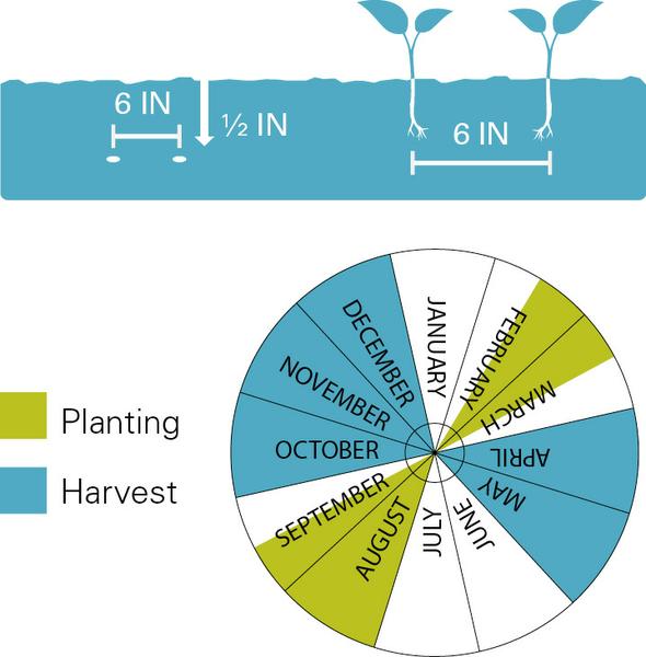 Planting depth and spacing, planting dates and harvest dates for kale.