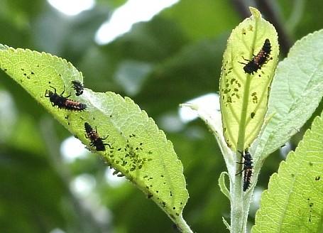 Lady beetle larvae feeding on green apple aphids.