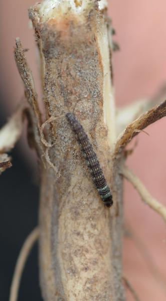 Lesser cornstalk borer larva on soybean stalk