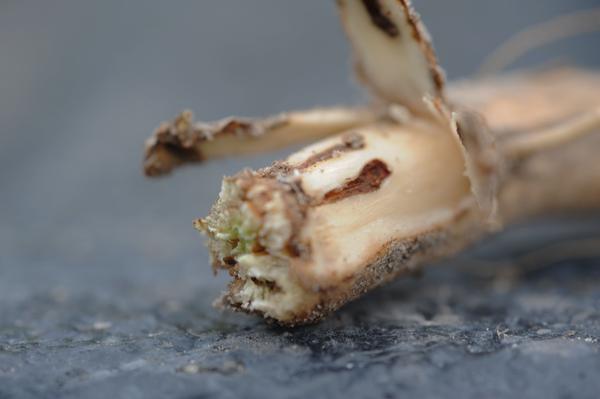 Lesser cornstalk borer girdles on soybean stem