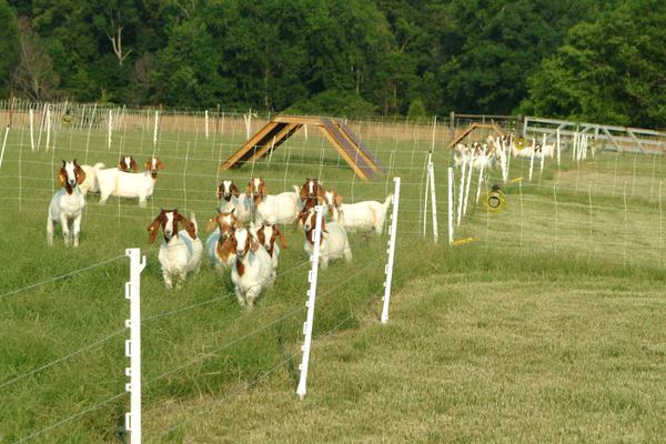 Liquid nitrogen fertilizer experiment: goats on bermudagrass