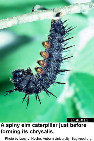 Spiny elm caterpillars hang down just befor