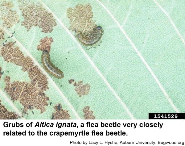 Another example of an Altica flea beetle