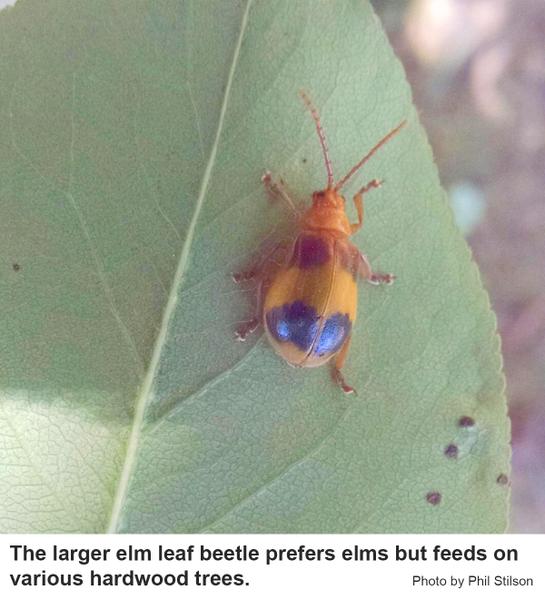 larger elm leaf beetle prefers elms but feeds on various hardwood trees. (beetle on leaf)