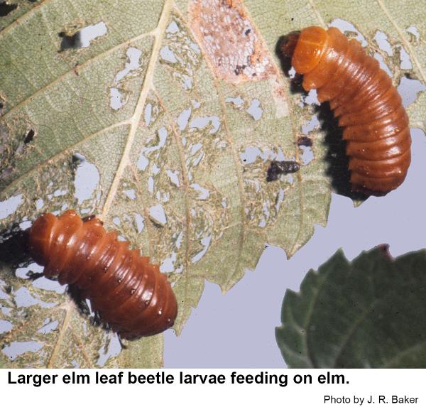 Larger elm leaf beetle larvae feeding on elm