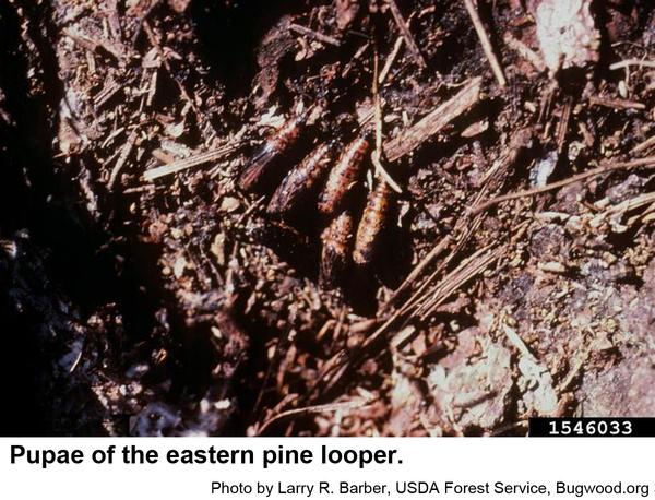 Eastern pine loopers pupate
