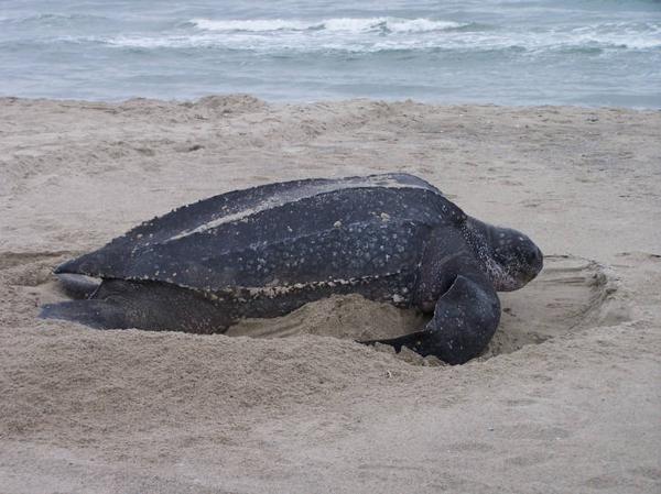 photo of a beach with Leatherback sea turtle on sand