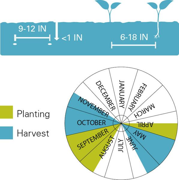 Planting depth and spacing, planting dates and harvest dates for lettuce.