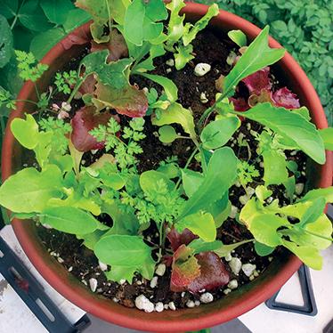 Various types of lettuce growing in a terracotta pot.