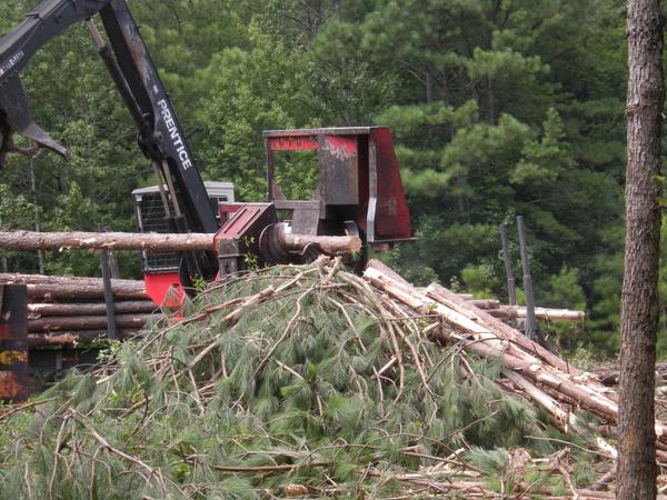 Pile of nutrient-rich limbs ready to be recycled back in forest