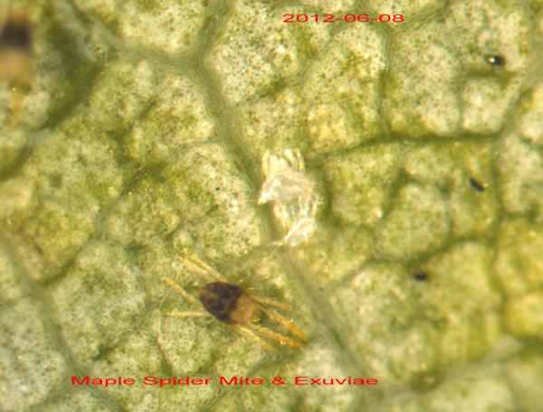 Male maple spider mite
