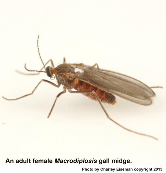 Adult femail Macrodiplosis gall midge.